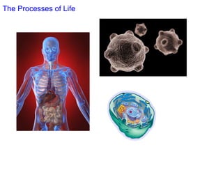 The Processes of Life
 
