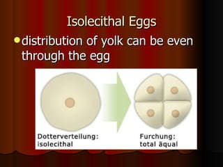 Isolecithal Eggs distribution of yolk can be even through the egg   