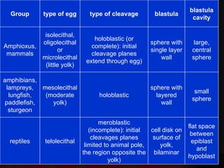 flat space between epiblast and hypoblast cell disk on surface of yolk, bilaminar meroblastic (incomplete): initial cleavages planes limited to animal pole, the region opposite the yolk) telolecithal reptiles small sphere sphere with layered wall holoblastic mesolecithal (moderate yolk) amphibians, lampreys, lungfish, paddlefish, sturgeon large, central sphere sphere with single layer wall holoblastic (or complete): initial cleavage planes extend through egg) isolecithal, oligolecithal or microlecithal (little yolk) Amphioxus, mammals blastula cavity blastula type of cleavage type of egg Group 