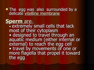 The  egg was  also  surrounded by a delicate  vitelline membrane Sperm  are :  •  extremely small cells that lack most of their cytoplasm  • designed to travel through an aquatic medium (either internal or external) to reach the egg cell  • travel by movements of one or more flagella that propel it toward the egg  
