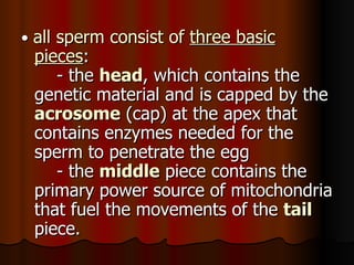 •  all sperm consist of  three basic pieces :      - the  head , which contains the genetic material and is capped by the  acrosome   (cap) at the apex that contains enzymes needed for the sperm to penetrate the egg      - the  middle  piece contains the primary power source of mitochondria that fuel the movements of the  tail  piece.  
