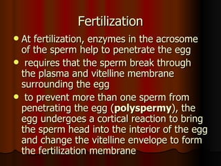 Fertilization At fertilization, enzymes in the acrosome of the sperm help to penetrate the egg requires that the sperm break through the plasma and vitelline membrane surrounding the egg  to prevent more than one sperm from penetrating the egg ( polyspermy ), the egg undergoes a cortical reaction to bring the sperm head into the interior of the egg and change the vitelline envelope to form the fertilization membrane  