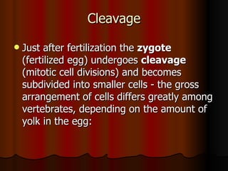 Cleavage Just after fertilization the  zygote  (fertilized egg) undergoes  cleavage  (mitotic cell divisions) and becomes subdivided into smaller cells - the gross arrangement of cells differs greatly among vertebrates, depending on the amount of yolk in the egg:  