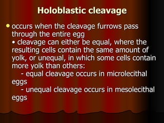Holoblastic cleavage occurs when the cleavage furrows pass through the entire egg  • cleavage can either be equal, where the resulting cells contain the same amount of yolk, or unequal, in which some cells contain more yolk than others:      - equal cleavage occurs in microlecithal eggs      - unequal cleavage occurs in mesolecithal eggs  