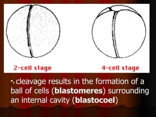•  cleavage results in the formation of a ball of cells ( blastomeres ) surrounding an internal cavity ( blastocoel ) 