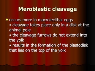 Meroblastic cleavage occurs more in macrolecithal eggs  • cleavage takes place only in a disk at the animal pole  • the cleavage furrows do not extend into the yolk  • results in the formation of the blastodisk that lies on the top of the yolk  