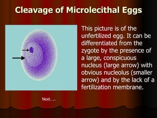 Cleavage of Microlecithal Eggs This picture is of the unfertilized egg. It can be differentiated from the zygote by the presence of a large, conspicuous nucleus (large arrow) with obvious nucleolus (smaller arrow) and by the lack of a fertilization membrane.  Next….. 