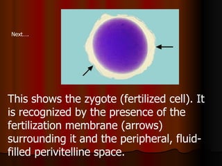 This shows the zygote (fertilized cell). It is recognized by the presence of the fertilization membrane (arrows) surrounding it and the peripheral, fluid-filled perivitelline space.   Next…. 