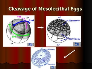 Cleavage of Mesolecithal Eggs   