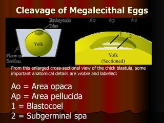 Cleavage of Megalecithal Eggs From this enlarged cross-sectional view of the chick blastula, some important anatomical details are visible and labelled:  Ao = Area opaca  Ap = Area pellucida  1 = Blastocoel  2 = Subgerminal spa 