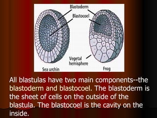 All blastulas have two main components--the  blastoderm and blastocoel . The blastoderm is the sheet of cells on the outside of the blastula. The blastocoel is the cavity on the inside.  
