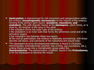 Gastrulation  is characterized by cell movement and reorganization within the embryo ( morphogenetic movements ) to the interior of the embryo, forming three primary germ layers:  ectoderm, mesoderm, and endoderm . The cells migrate inward at the  blastopore , which forms, or is close to, the location of the anus in the adult  • the ectoderm forms the outer tube of the embryo  • the endoderm is an inner tube that forms the alimentary canal and all its derivative organs  • the mesoderm lies between these two layers.  At the end of gastrulation, the embryo is bilaterally symmetrical, with three discrete cell layers, and rudiments of the notochord and neural tube.  This blastopore-to-anus developmental pathway is found in Chordata, Hemichordata, Echinodermata (starfish, sea urchins, sea cucumbers, etc.), uniting these groups into a monophyletic group called the  Deuterostomes . The plesiomorphic condition, found in the  Protostomes , is for the blastopore to become the mouth.  