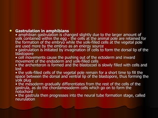Gastrulation in amphibians   • amphibian gastrulation is changed slightly due to the larger amount of yolk contained within the egg - the cells at the animal pole are retained for the formation of the embryo while the yolk-filled cells at the vegetal pole are used more by the embryo as an energy source  • gastrulation is initiated by invagination of cells to form the dorsal lip of the blastopore  • cell movements cause the pushing out of the ectoderm and inward movement of the endoderm and yolk-filled cells  • the archenteron is formed and the blastocoel is slowly filled with cells and lost  • the yolk-filled cells of the vegetal pole remain for a short time to fill the space between the dorsal and ventral lip of the blastopore, thus forming the yolk plug  • the mesoderm gradually differentiates from the rest of the cells of the gastrula, as do the chordamesoderm cells which go on to form the notochord  • the gastrula then progresses into the neural tube formation stage, called neurulation  