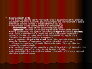 Gastrulation in birds   • with birds, we begin to see the meroblastic type of development of the embryos, significantly more yolk than in the previous examples, and the movement of cells is different as the cells lie more in sheets rather than in a ball.  • two processes lead to cell movement in the chick embryo:      -  delamination : sheets of cells split into separate layers      -  ingression : individual surface cells migrate to the interior of the embryo  • during delamination, two layers of cells form (the  hypoblast  and the  epiblast ) with a cavity in between that is comparable to the blastocoel in amphibians - separation of these two layers results in the formation of two regions of the blastodisk, the area opaca and the area pellucida  • during ingression the  primitive streak  forms (a longitudinal thickening of cells along the blastoderm of large-yolked eggs) through which prospective chordamesoderm and mesoderm cells move inward - cells of the hypoblast are replaced by endodermal cells  • the primitive streak lengthens along the surface of the yolk through ingression - the embryo grows longer and occupies more of the area pellucida  • after gastrulation, the process of neurulation, or formation of the neural tube and associated structures, occurs  