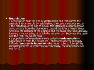 Neurulation   • occurs at or near the end of gastrulation and transforms the gastrula into a neurula by establishing the central nervous system  • the ectoderm gives rise to neural folds flanking a neural groove along an axis from the blastopore toward the future head - these sink into the dorsum of the embryo and the folds meet mid-dorsally, forming a neural tube, of which the anterior part becomes the brain and the rest, the spinal cord  • a population of mesodermal cells called  chordamesoderm  aggregates to form the notochord - chordamesoderm generally induces ( embryonic induction ) the neural tube to form (if the chordamesoderm is removed experimentally, the neural tube will not form)  