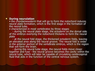 During neurulation   • the chordamesoderm that will go to form the notochord induces neural plate formation, which is the first stage in the formation of the neural tube.  • characterized in most vertebrates by three stages      - during the neural plate stage, the ectoderm on the dorsal side of the embryo overlying the notochord thickens to form the neural plate      - at the neural fold stage, the thickened ectoderm folds, leaving an elevated area along the neural groove. The neural fold is wider in the anterior portion of the vertebrate embryo, which is the region that will form the brain.      - during the neural tube stage, the neural folds move closer together and fuse - the neural groove becomes the cavity within the neural tube, which will later be capable of circulating cerebrospinal fluid that aids in the function of the central nervous system.  