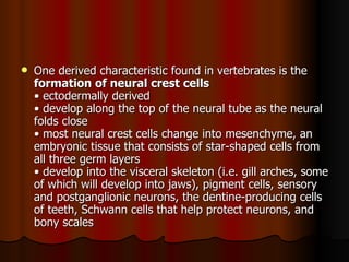 One derived characteristic found in vertebrates is the  formation of neural crest cells   • ectodermally derived  • develop along the top of the neural tube as the neural folds close  • most neural crest cells change into mesenchyme, an embryonic tissue that consists of star-shaped cells from all three germ layers  • develop into the visceral skeleton (i.e. gill arches, some of which will develop into jaws), pigment cells, sensory and postganglionic neurons, the dentine-producing cells of teeth, Schwann cells that help protect neurons, and bony scales  