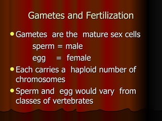 Gametes and Fertilization Gametes  are the  mature sex cells sperm = male egg  =  female Each carries a  haploid number of  chromosomes Sperm and  egg would vary  from classes of vertebrates 