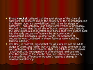 Ernst Haeckel : believed that the adult stages of the chain of ancestors are repeated during the ontogeny of the descendants, but that these stages are crowded back into the earlier stages of ontogeny. Thus, ontogeny is an abbreviated version of phylogeny. Haeckel claimed that the gill slits of human embryos were literally the same structures of ancestral adult fishes, that were pushed back into the early ontogeny of humans by an acceleration of development in lineages. In other words, the sequence of ontogenies was condensed, and new features were added by terminal addition.  Von Baer, in contrast, argued that the gills slits are not the adult stages of ancestors; rather they are simply a stage common to the early ontogeny of all vertebrates. That is, evolution proceeds from "undifferentiated homogeneity to differentiated heterogeneity"; from the general to the specific. Von Baer's theory requires only that organisms differentiate; Haeckel's requires a change in developmental timing.  