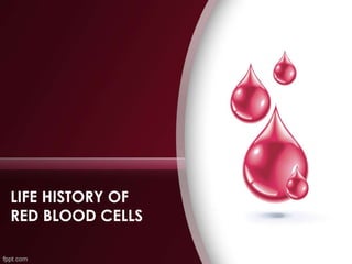 LIFE HISTORY OF
RED BLOOD CELLS
 