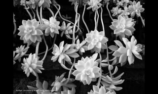 3rd Place - Succulents by Beamie Young, 720nm Infrared
 