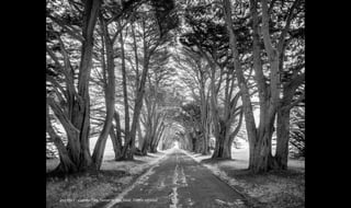 2nd Place - Cypress Tree Tunnel by Rob Shea, 720nm Infrared
 