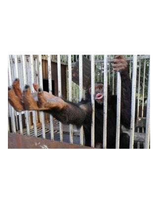 Life In Confinement: Putting Animals In Zoological Gardens For Our Viewing Pleasure