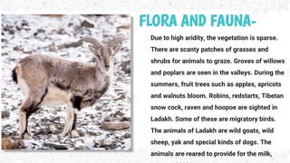 FLORA AND FAUNA-
Due to high aridity, the vegetation is sparse.
There are scanty patches of grasses and
shrubs for animals to graze. Groves of willows
and poplars are seen in the valleys. During the
summers, fruit trees such as apples, apricots
and walnuts bloom. Robins, redstarts, Tibetan
snow cock, raven and hoopoe are sighted in
Ladakh. Some of these are migratory birds.
The animals of Ladakh are wild goats, wild
sheep, yak and special kinds of dogs. The
animals are reared to provide for the milk,
 