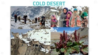 COLD DESERT
 