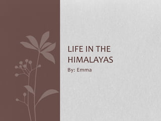 LIFE IN THE
HIMALAYAS
By: Emma

 