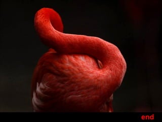 cast            Life in photos

images credit    www.

Music           Canto della terra - Sarah Brightman y Andrea Bocelli

created          o.e.

thanks for watching




                                                                       end
 