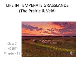 LIFE IN TEMPERATE GRASSLANDS
(The Prairie & Veld)
Class 7
NCERT
Chapter- 11
 