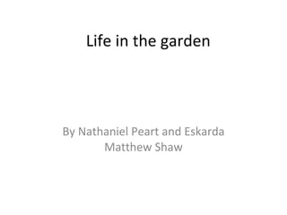 Life in the garden  By Nathaniel Peart and Eskarda Matthew Shaw 