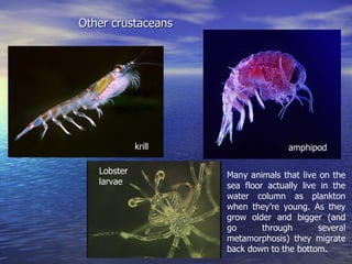 Life In The Ocean | PPT