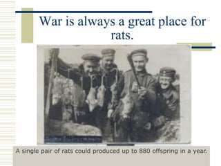 War is always a great place for
rats.
A single pair of rats could produced up to 880 offspring in a year.
 