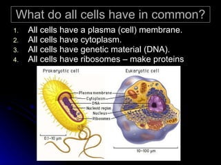 What do all cells have in common? All cells have a plasma (cell) membrane. All cells have cytoplasm. All cells have genetic material (DNA). All cells have ribosomes – make proteins 