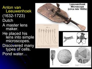 Anton van Leeuwenhoek (1632-1723) Dutch A master lens maker. He placed his lens into simple microscopes. Discovered many types of cells. Pond water… 