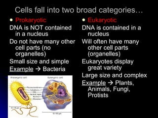 Cells fall into two broad categories… Prokaryotic DNA is NOT contained in a nucleus Do not have many other cell parts (no organelles) Small size and simple Example     Bacteria Eukaryotic DNA is contained in a nucleus Will often have many other cell parts (organelles) Eukaryotes display great variety Large size and complex Example     Plants, Animals, Fungi, Protists 