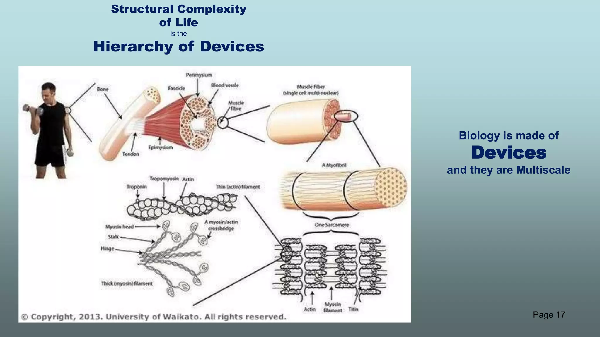 Page 17
Biology is made of
Devices
and they are Multiscale
Structural Complexity
of Life
is the
Hierarchy of Devices
 