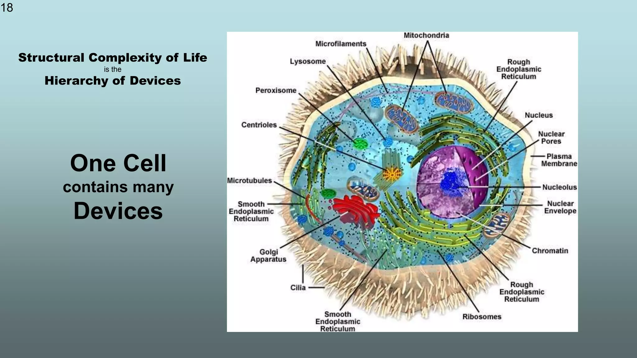 18
One Cell
contains many
Devices
Structural Complexity of Life
is the
Hierarchy of Devices
 