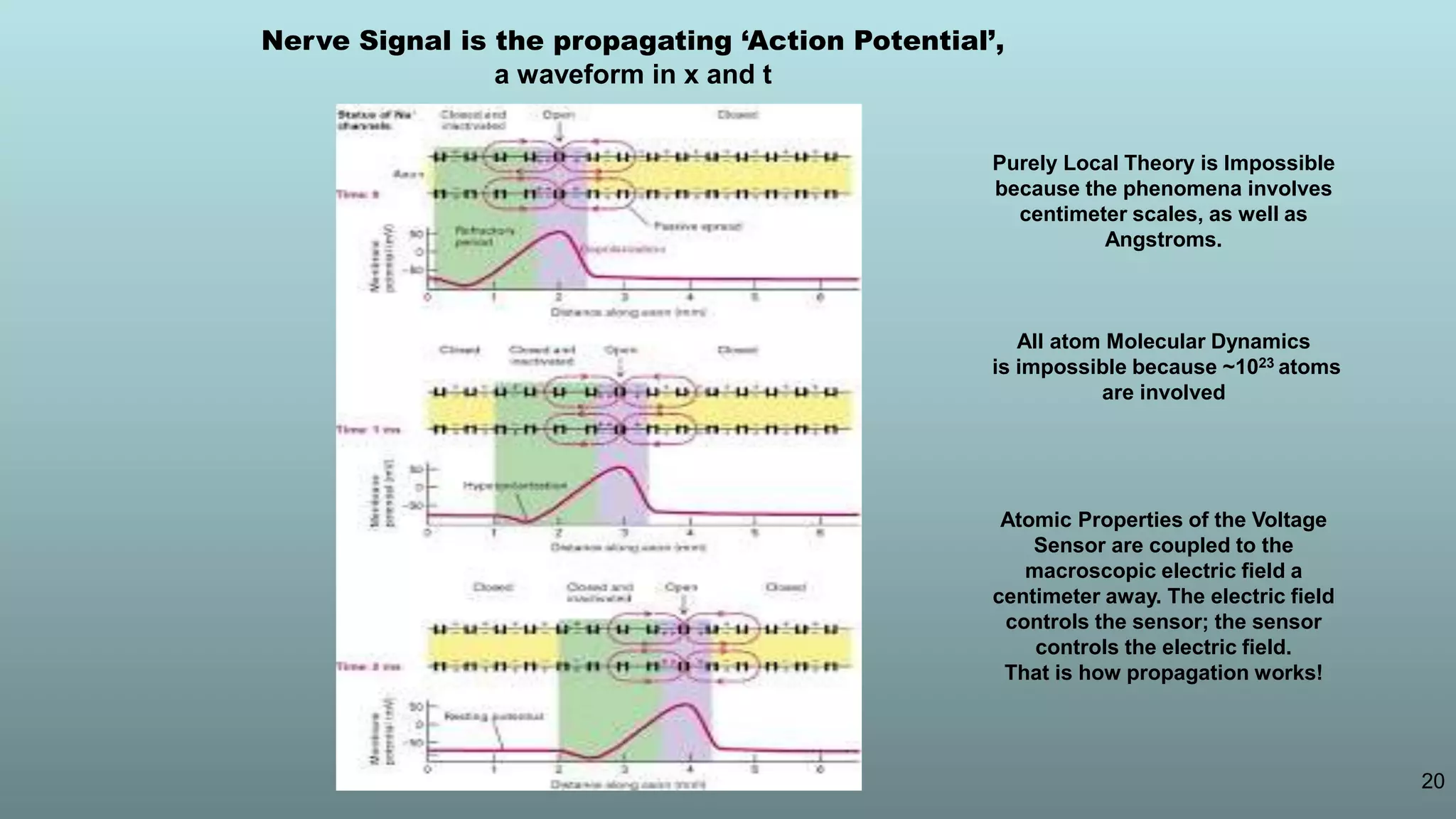 20
Nerve Signal is the propagating ‘Action Potential’,
a waveform in x and t
Purely Local Theory is Impossible
because the phenomena involves
centimeter scales, as well as
Angstroms.
All atom Molecular Dynamics
is impossible because ~1023 atoms
are involved
Atomic Properties of the Voltage
Sensor are coupled to the
macroscopic electric field a
centimeter away. The electric field
controls the sensor; the sensor
controls the electric field.
That is how propagation works!
 