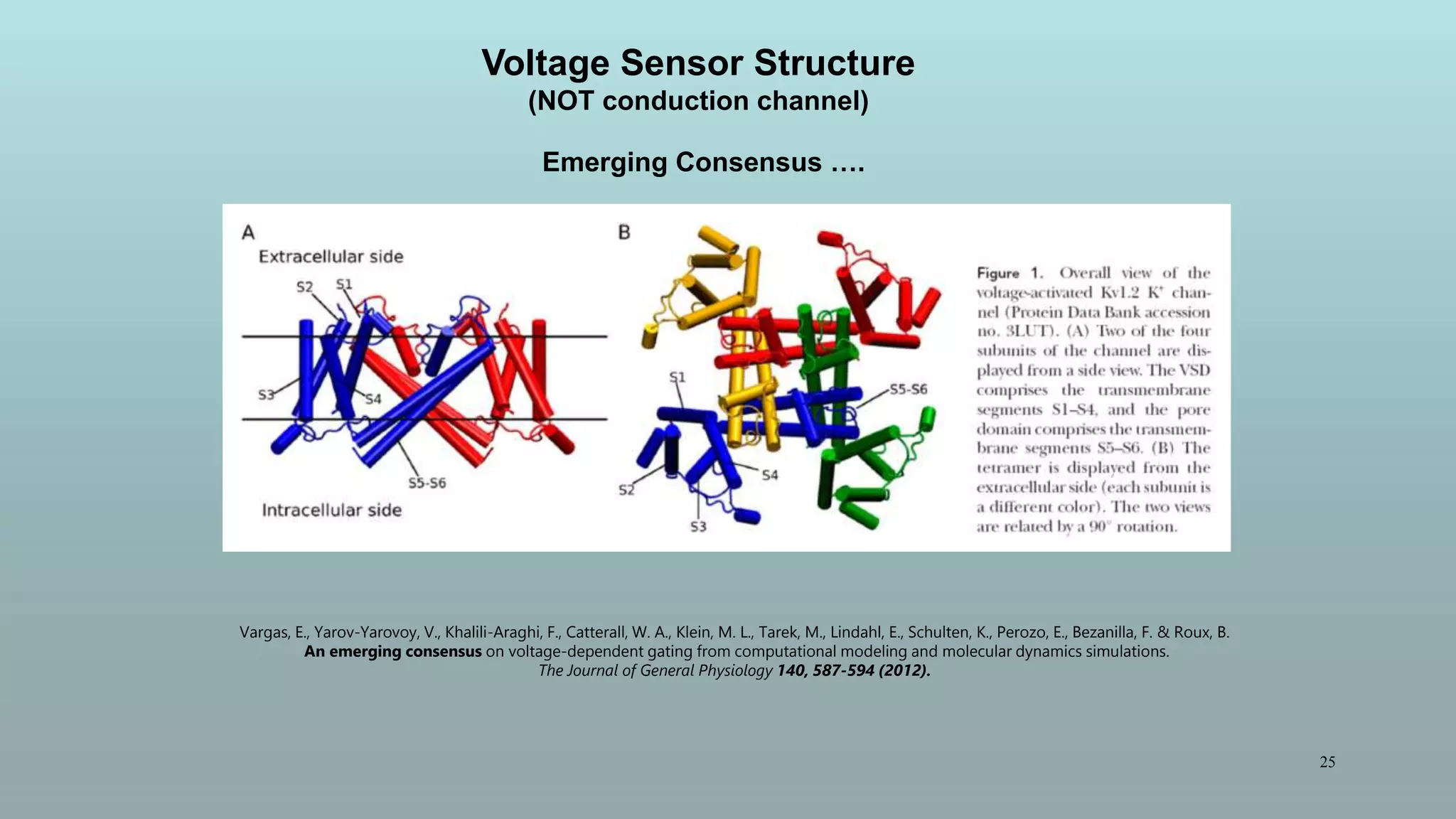 25
Vargas, E., Yarov-Yarovoy, V., Khalili-Araghi, F., Catterall, W. A., Klein, M. L., Tarek, M., Lindahl, E., Schulten, K., Perozo, E., Bezanilla, F. & Roux, B.
An emerging consensus on voltage-dependent gating from computational modeling and molecular dynamics simulations.
The Journal of General Physiology 140, 587-594 (2012).
Emerging Consensus ….
Voltage Sensor Structure
(NOT conduction channel)
 