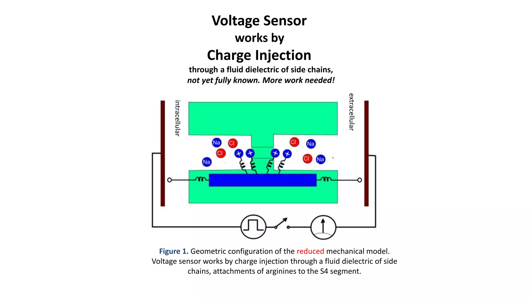 Figure 1. Geometric configuration of the reduced mechanical model.
Voltage sensor works by charge injection through a fluid dielectric of side
chains, attachments of arginines to the S4 segment.
intracellular
extracellular
Voltage Sensor
works by
Charge Injection
through a fluid dielectric of side chains,
not yet fully known. More work needed!
 