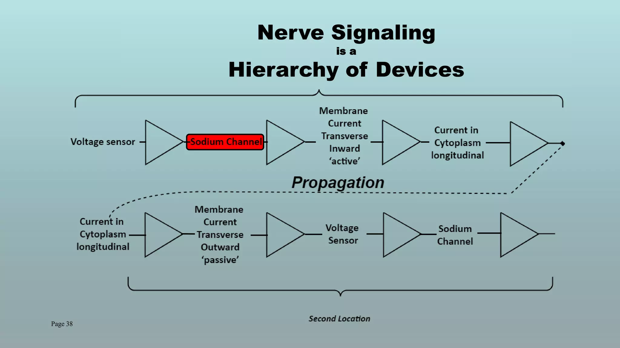 Page 38
Nerve Signaling
is a
Hierarchy of Devices
 