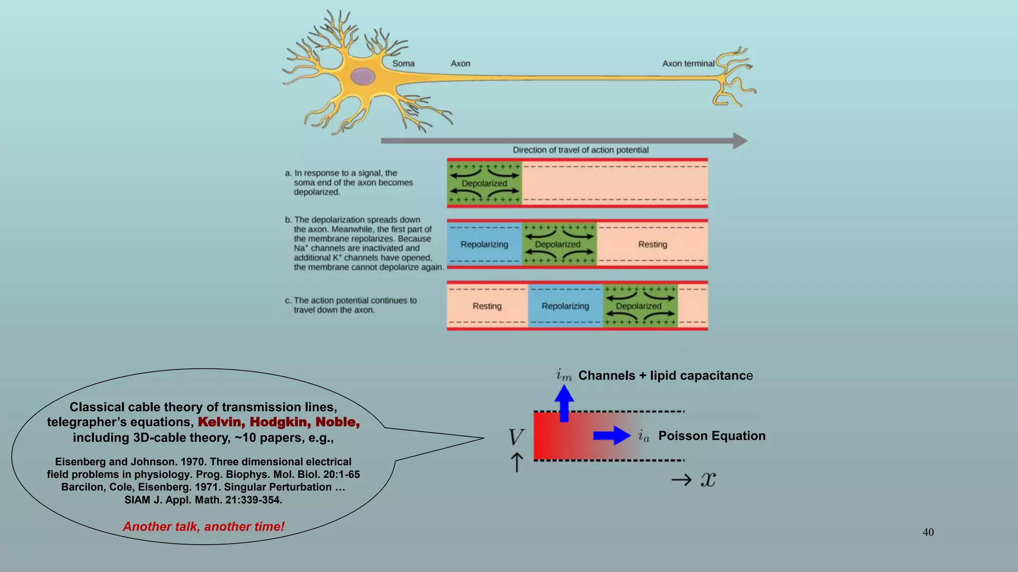 40
Classical cable theory of transmission lines,
telegrapher’s equations, Kelvin, Hodgkin, Noble,
including 3D-cable theory, ~10 papers, e.g.,
Eisenberg and Johnson. 1970. Three dimensional electrical
field problems in physiology. Prog. Biophys. Mol. Biol. 20:1-65
Barcilon, Cole, Eisenberg. 1971. Singular Perturbation …
SIAM J. Appl. Math. 21:339-354.
Another talk, another time!
Channels + lipid capacitance
Poisson Equation
 