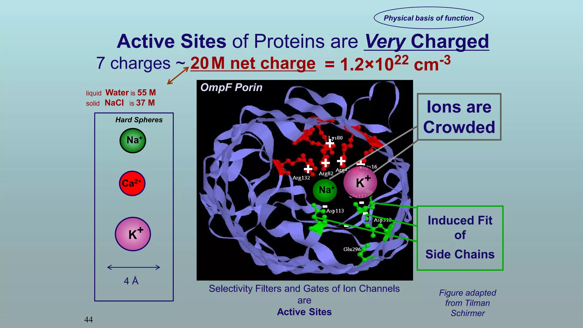 Active Sites of Proteins are Very Charged
7 charges ~ 20M net charge
Selectivity Filters and Gates of Ion Channels
are
Active Sites
= 1.2×1022 cm-3
-
+ + + +
+
-
-
-
4 Å
K+
Na+
Ca2+
Hard Spheres
44
Figure adapted
from Tilman
Schirmer
liquid Water is 55 M
solid NaCl is 37 M
OmpF Porin
Physical basis of function
K+
Na+
Induced Fit
of
Side Chains
Ions are
Crowded
 