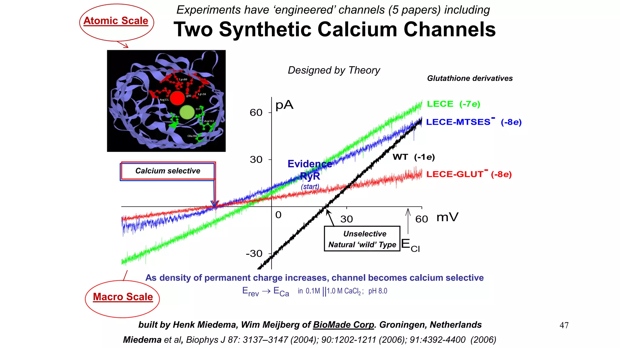 47
Mutants of ompF Porin
Atomic Scale
Macro Scale
30 60
-30
30
60
0
pA
mV
LECE (-7e)
LECE-MTSES- (-8e)
LECE-GLUT- (-8e)ECa
ECl
WT (-1e)
Calcium selective
Experiments have ‘engineered’ channels (5 papers) including
Two Synthetic Calcium Channels
As density of permanent charge increases, channel becomes calcium selective
Erev  ECa in 0.1M 1.0 M CaCl2 ; pH 8.0
Unselective
Natural ‘wild’ Type
built by Henk Miedema, Wim Meijberg of BioMade Corp. Groningen, Netherlands
Miedema et al, Biophys J 87: 3137–3147 (2004); 90:1202-1211 (2006); 91:4392-4400 (2006)
MUTANT ─ Compound
Glutathione derivatives
Designed by Theory
||
Evidence
RyR
(start)
 