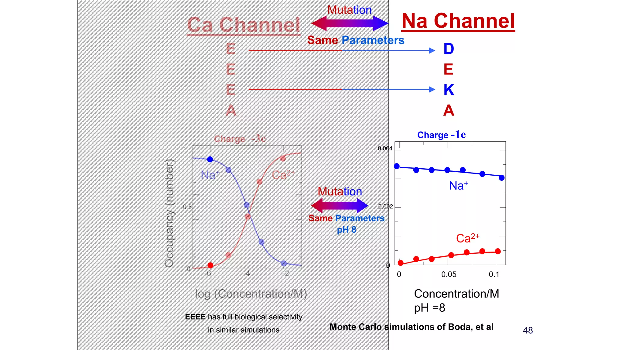 48
Ca Channel
log (Concentration/M)
0.5
-6 -4 -2
Na+
0
1
Ca2+
Charge -3e
Occupancy(number)
E
E
E
A
Monte Carlo simulations of Boda, et al
Same Parameters
pH 8
Mutation
Same Parameters
Mutation
EEEE has full biological selectivity
in similar simulations
Na Channel
Concentration/M
pH =8
Na+
Ca2+
0.004
0
0.002
0.05 0.10
Charge -1e
D
E
K
A
 