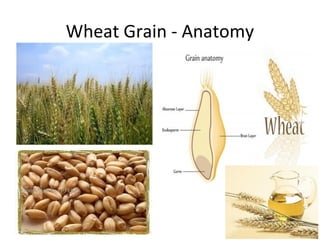 Wheat Grain - Anatomy

 