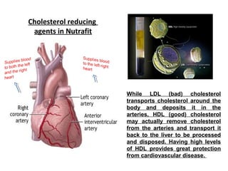 Cholesterol reducing
agents in Nutrafit

While LDL (bad) cholesterol
transports cholesterol around the
body and deposits it in the
arteries, HDL (good) cholesterol
may actually remove cholesterol
from the arteries and transport it
back to the liver to be processed
and disposed. Having high levels
of HDL provides great protection
from cardiovascular disease.

 